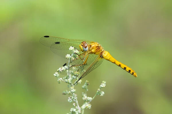 USA, Arizona, Las Cienegas State Natural Area. Female spot-winged meadowhawk dragonfly on wildflower