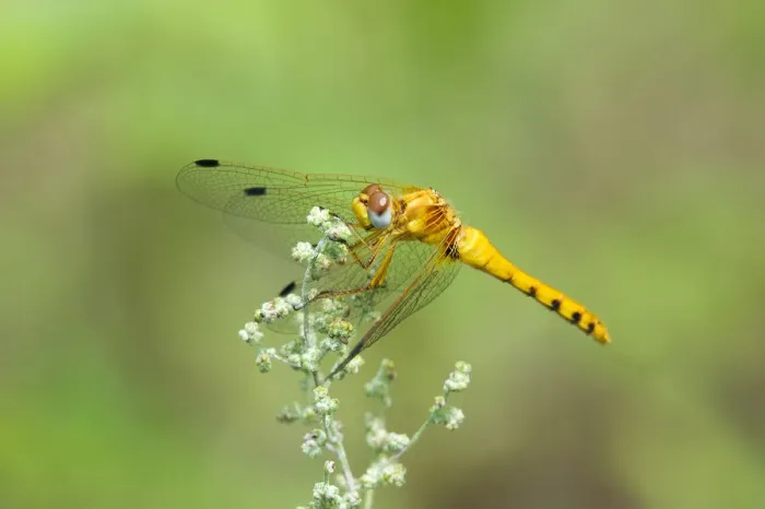 Framed Print : USA, Arizona, Las Cienegas State Natural Area. Female spot-winged meadowhawk dragonfly on wildflower Framed Print : USA, Arizona, Las Cienegas State Natural Area. Female spot-winged meadowhawk dragonfly on wildflower