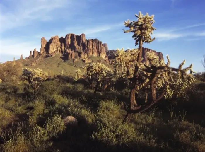 Framed Print : USA, Arizona, Lost Dutchman SP. A grove of cholla stand tall near Superstition Mountain