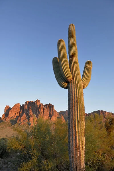 USA, Arizona, Lost Dutchman State Park, Saguaro Cactus (Carnegiea gigantean) in front