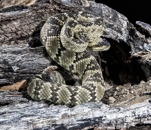 USA, Arizona, Madera Canyon. Black-tailed rattlesnake coiled