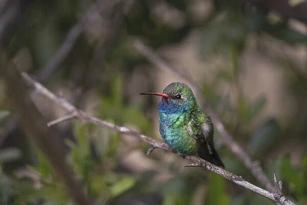USA, Arizona, Madera Canyon. Broad-billed hummingbird on limb
