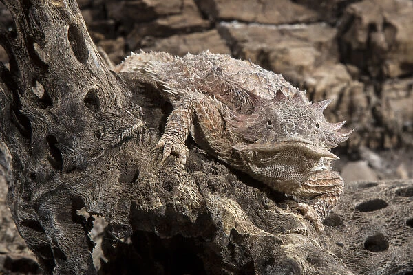 USA, Arizona, Madera Canyon. Close-up of regal horned lizard