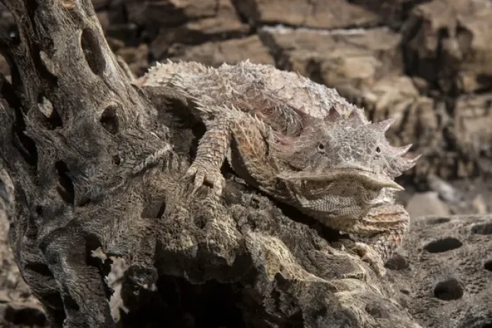 Framed Print : USA, Arizona, Madera Canyon. Close-up of regal horned lizard Framed Print : USA, Arizona, Madera Canyon. Close-up of regal horned lizard