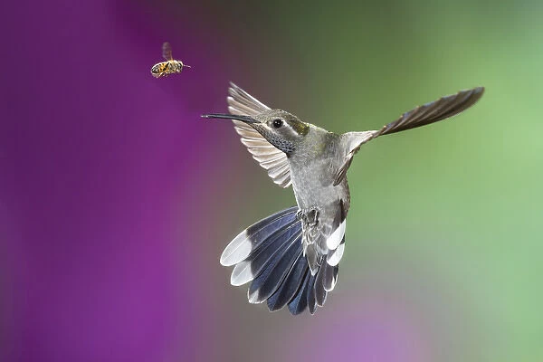 USA, Arizona, Madera Canyon. Encounter between female magnificent hummingbird and bee