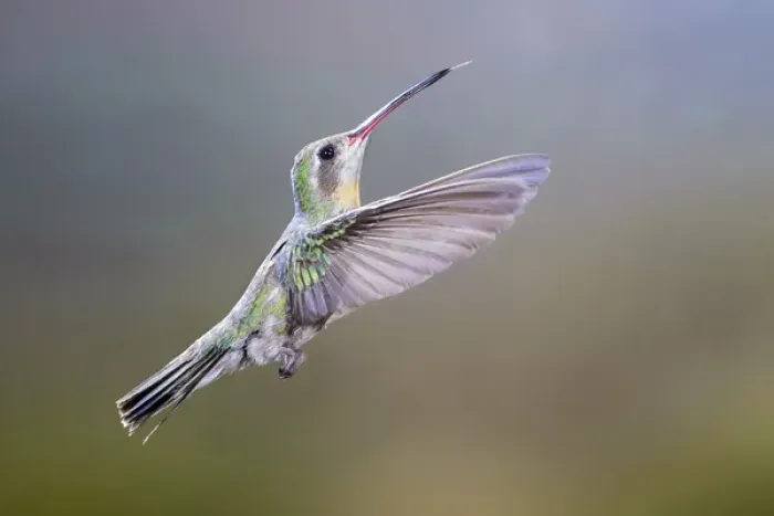 Framed Print : USA, Arizona, Madera Canyon. Female broad-billed hummingbird in flight. Credit as Framed Print : USA, Arizona, Madera Canyon. Female broad-billed hummingbird in flight. Credit as