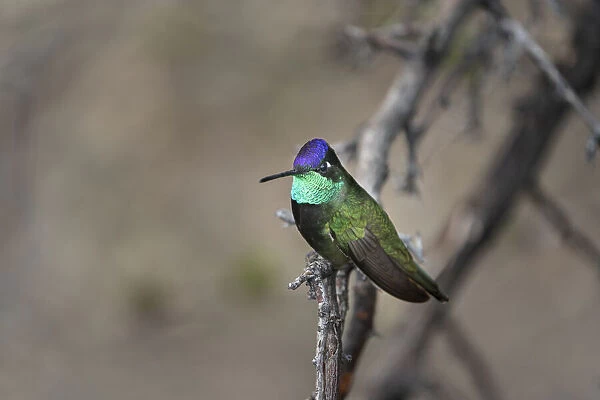 USA, Arizona, Madera Canyon. Rivolis hummingbird on limb