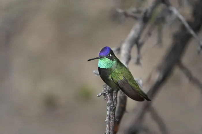 Framed Print : USA, Arizona, Madera Canyon. Rivolis hummingbird on limb Framed Print : USA, Arizona, Madera Canyon. Rivolis hummingbird on limb