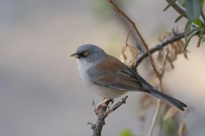 Framed Print : USA, Arizona, Madera Canyon. Yellow-eyed junco bird on limb