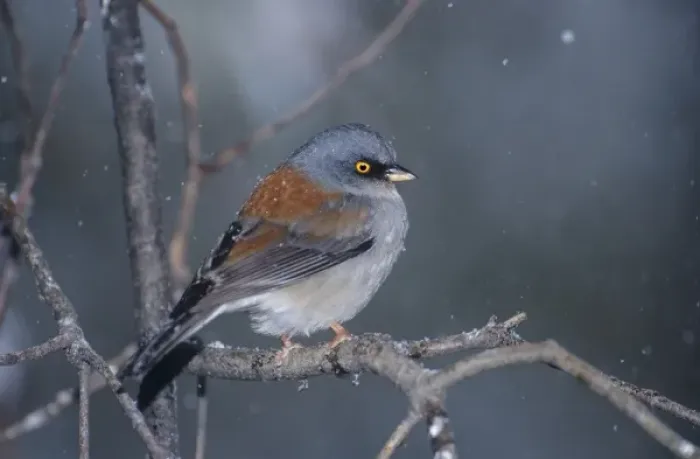 Framed Print : USA, Arizona, Madera Canyon. Yellow-eyed junco perched on branch in snowstorm