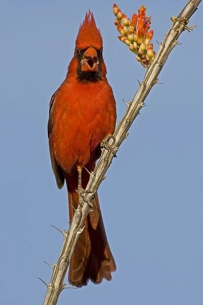 USA, Arizona. Male cardinal (Cardinalis cardinalis) eating ocotillo blossom