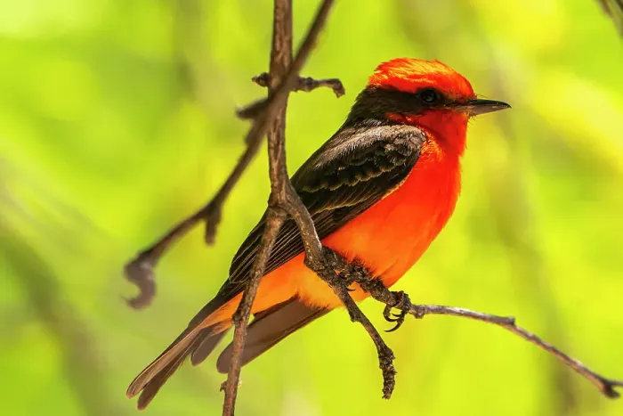 Framed Print : USA, Arizona. Male vermillion flycatcher singing. ©Cathy & Gordon Illg / Jaynes Gallery / DanitaDelimont.com Framed Print : USA, Arizona. Male vermillion flycatcher singing. ©Cathy & Gordon Illg / Jaynes Gallery / DanitaDelimont.com