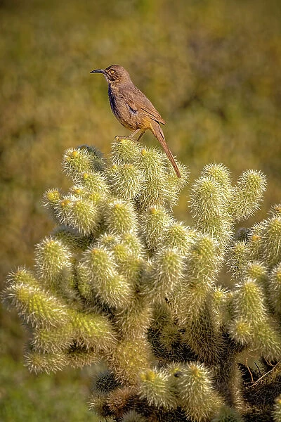 USA, Arizona, McDowell State Park. Curve-billed thrasher atop cactus