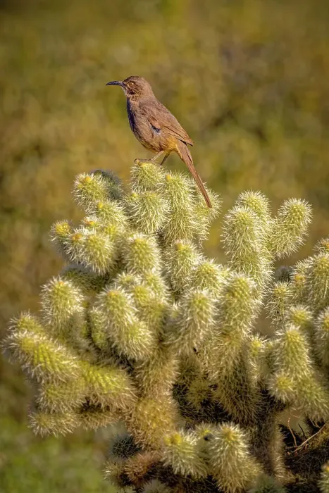 Framed Print : USA, Arizona, McDowell State Park. Curve-billed thrasher atop cactus