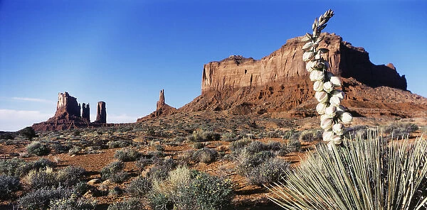 USA, Arizona, Monument Valley, Monument Valley Tribal Park, View of yucca plant with