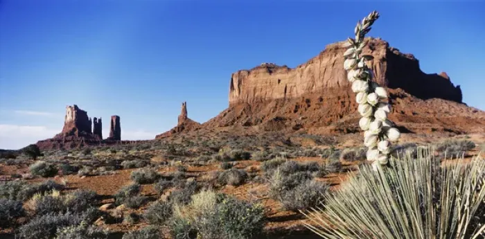 Framed Print : USA, Arizona, Monument Valley, Monument Valley Tribal Park, View of yucca plant with