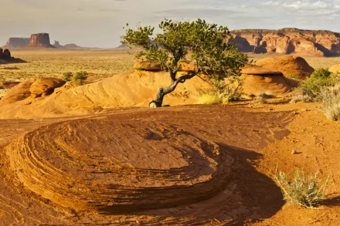 Framed Print : USA, Arizona, Monument Valley Navajo Tribal Park, Mystery Valley. Tree and arid landscape Framed Print : USA, Arizona, Monument Valley Navajo Tribal Park, Mystery Valley. Tree and arid landscape