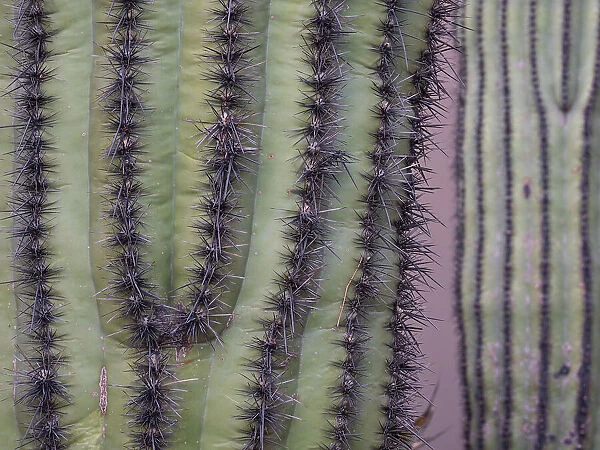 Usa, Arizona. Organ pipe cactus