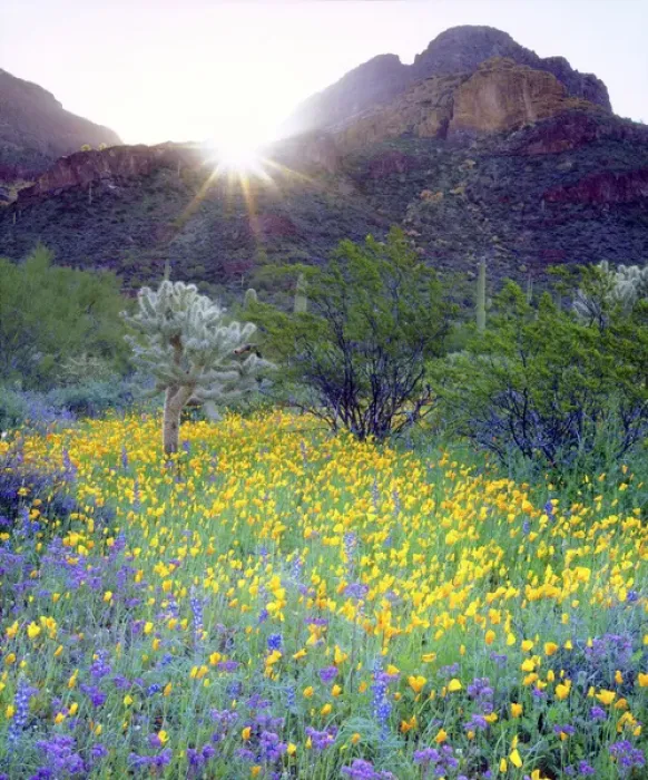 Framed Print : USA, Arizona, Organ Pipe Cactus National Monument. Wildlfowers and cacti at sunrise Framed Print : USA, Arizona, Organ Pipe Cactus National Monument. Wildlfowers and cacti at sunrise