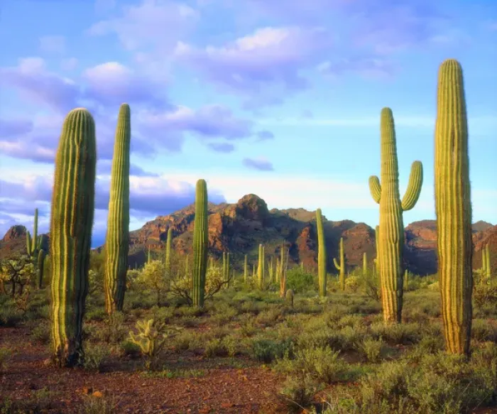 Framed Print : USA; Arizona; Organ Pipe Cactus National Monument, Arizona Desert in Springtime
