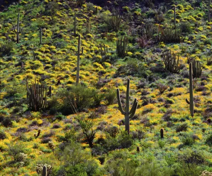Framed Print : USA, Arizona, Organ Pipe Cactus National Monument. Wildflowers and Cacti Framed Print : USA, Arizona, Organ Pipe Cactus National Monument. Wildflowers and Cacti