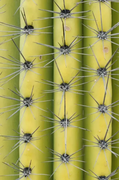 Framed Print : USA, Arizona, Organ Pipe Cactus National Monument