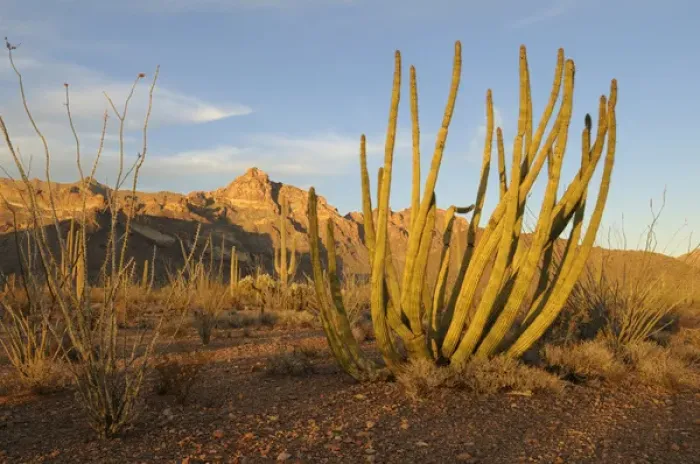 Framed Print : USA, Arizona, Organ Pipe Cactus National Monument Framed Print : USA, Arizona, Organ Pipe Cactus National Monument