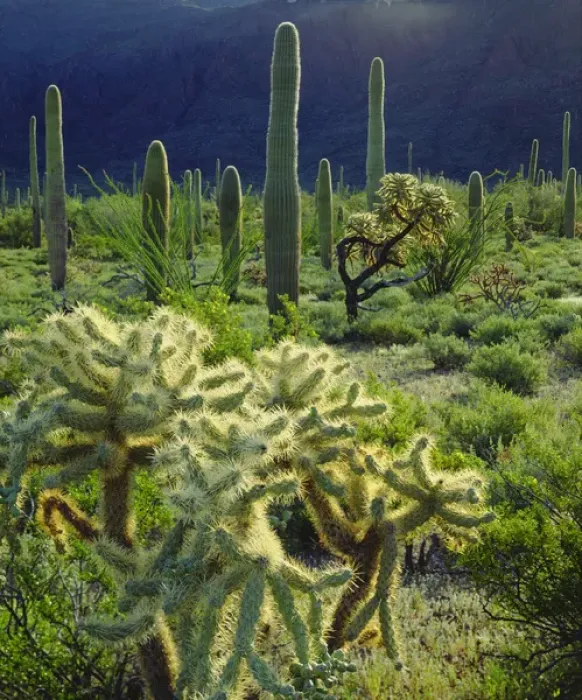 Framed Print : USA; Arizona; Organ Pipe Cactus National Monument; Arizona Desert in Springtime Framed Print : USA; Arizona; Organ Pipe Cactus National Monument; Arizona Desert in Springtime