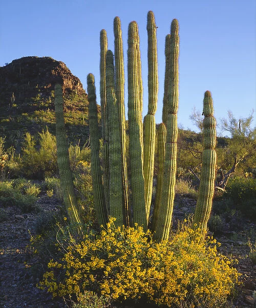 USA; Arizona; Organ Pipe Cactus in Organ Pipe Cactus National Monument