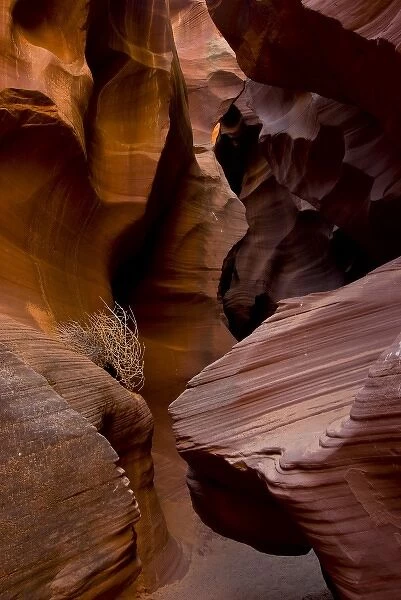 USA, Arizona, Page. Reflected sunlight creates amber walls in Waterholes or Secret Canyon