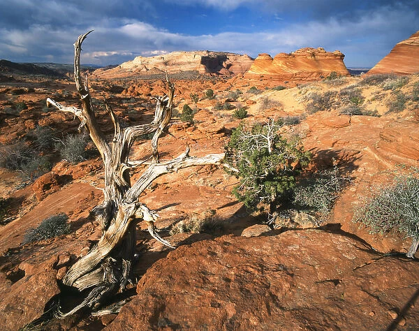 USA, Arizona, Paria Canyon, Coyote Buttes area, Twisted tree and sandstone formations