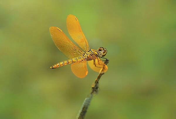 USA, Arizona, Parker Canyon Lake. Male Mexican amberwing dragonfly on twig