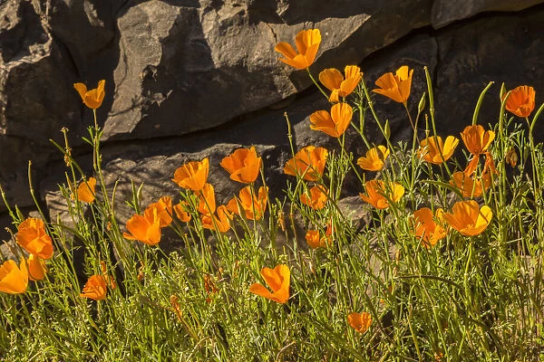 USA, Arizona, Peridot Mesa. California poppies in bloom