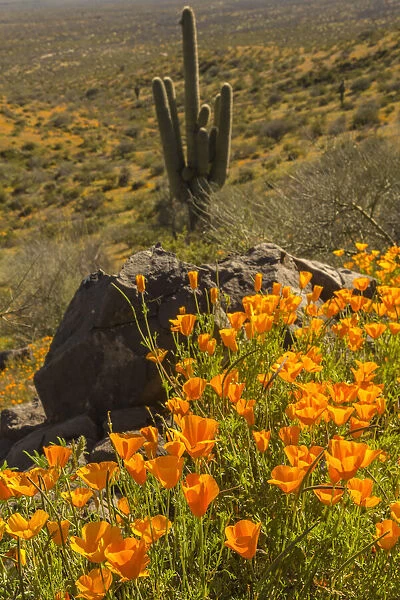 USA, Arizona, Peridot Mesa. California poppies blooming in desert