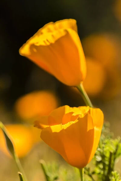 USA, Arizona, Peridot Mesa. California poppies in bloom