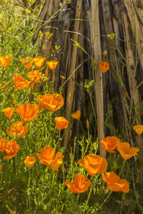 Framed Print : USA, Arizona, Peridot Mesa. California poppies in bloom Framed Print : USA, Arizona, Peridot Mesa. California poppies in bloom