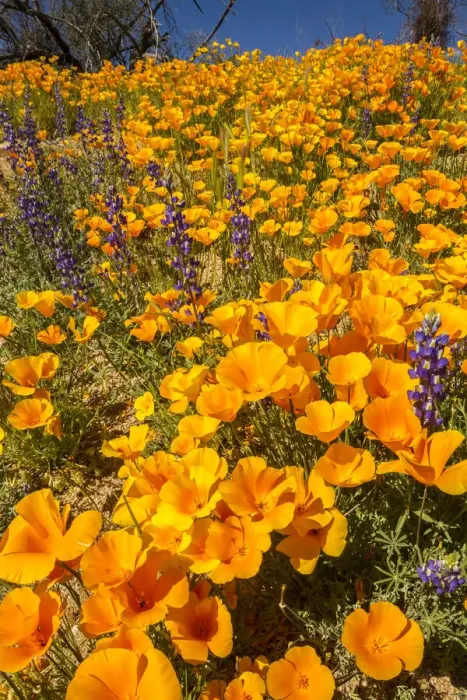 Framed Print : USA, Arizona, Peridot Mesa. California poppies in bloom Framed Print : USA, Arizona, Peridot Mesa. California poppies in bloom