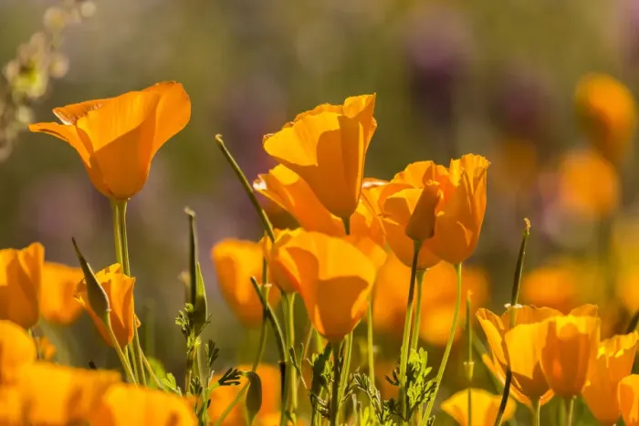 Framed Print : USA, Arizona, Peridot Mesa. California poppies in bloom