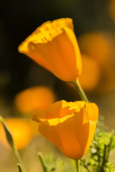 Framed Print : USA, Arizona, Peridot Mesa. California poppies in bloom Framed Print : USA, Arizona, Peridot Mesa. California poppies in bloom