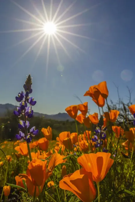 Framed Print : USA, Arizona, Peridot Mesa. California poppies and lupine in bloom Framed Print : USA, Arizona, Peridot Mesa. California poppies and lupine in bloom