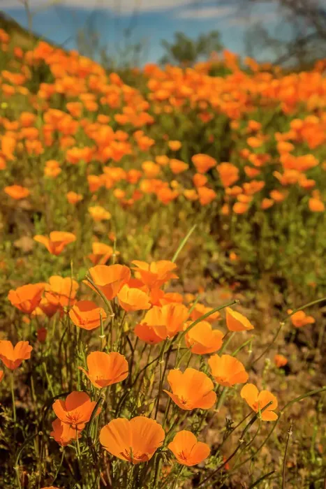 Framed Print : USA, Arizona, Peridot Mesa. Close-up of poppies in bloom Framed Print : USA, Arizona, Peridot Mesa. Close-up of poppies in bloom