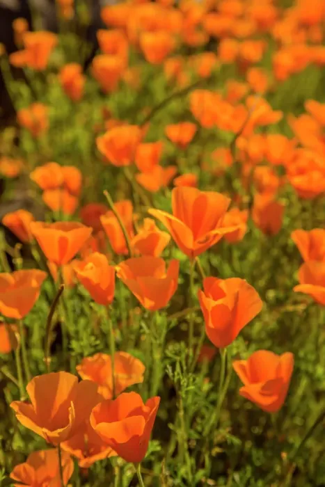 Framed Print : USA, Arizona, Peridot Mesa. Close-up of poppies in bloom Framed Print : USA, Arizona, Peridot Mesa. Close-up of poppies in bloom