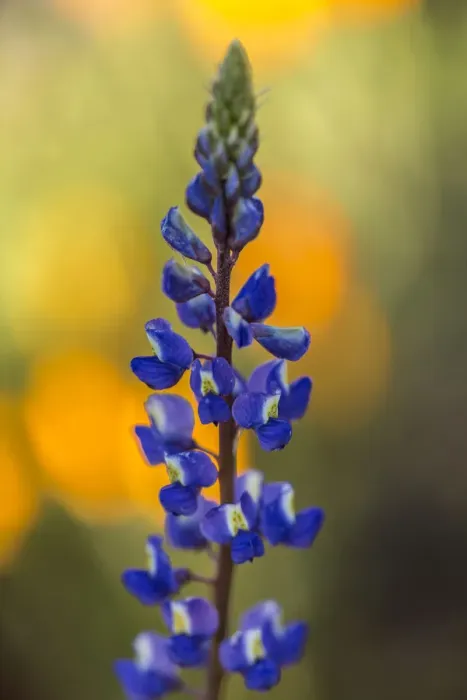 Framed Print : USA, Arizona, Peridot Mesa. Lupine blossom close-up. Credit as Framed Print : USA, Arizona, Peridot Mesa. Lupine blossom close-up. Credit as