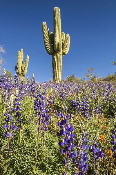 USA, Arizona, Peridot Mesa. Saguaro cactus and lupine flowers