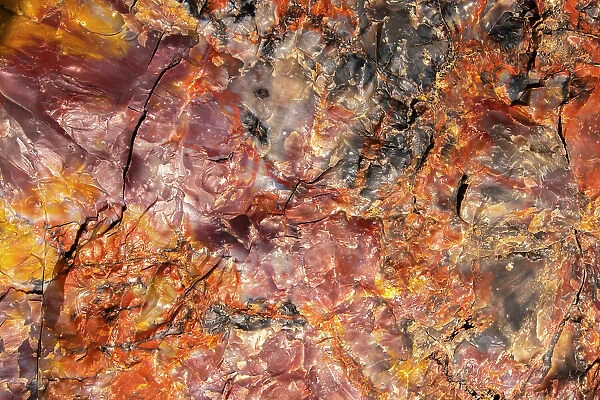 USA, Arizona, Petrified Forest National Park. Close-up of petrified tree