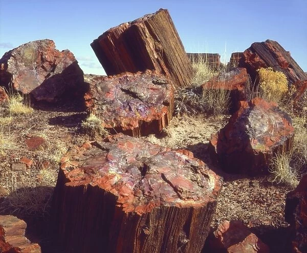 USA, Arizona, Petrified Forest National Park. Close-up of petrified logs