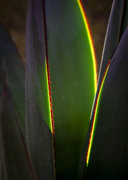 USA, Arizona, Phoenix. Backlit variegated agave cactus