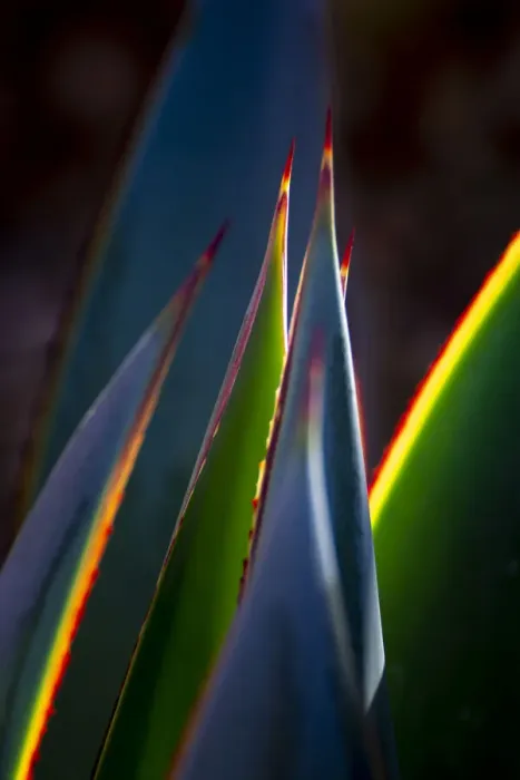 Framed Print : USA, Arizona, Phoenix. Backlit variegated agave cactus Framed Print : USA, Arizona, Phoenix. Backlit variegated agave cactus