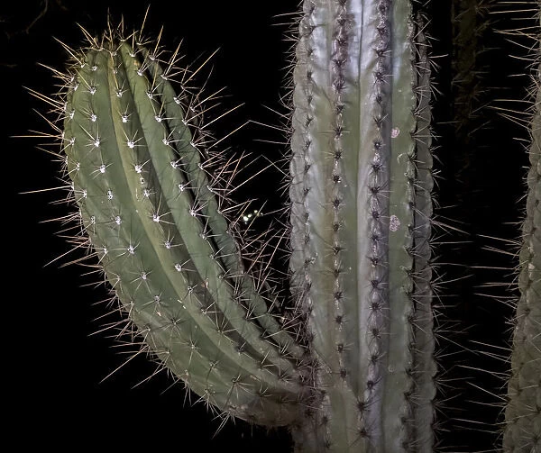 USA, Arizona, Phoenix. Illuminated saguaro cactus at night