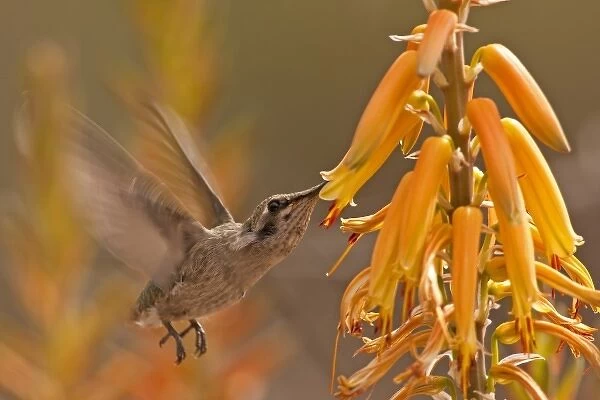 USA, Arizona, Pima County. Juvenile black-chinned hummingbird feeding on aloe plant